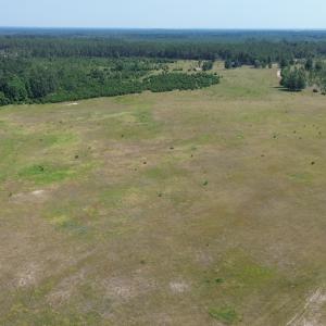 Aerial view of a forest