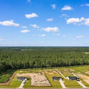 Bird's eye view of a forest