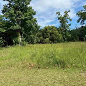 View of local wilderness