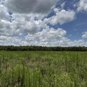 Photo #7 of 21.48 Acres - Harmony Hall Dr, Darlington, SC 21.5 acres