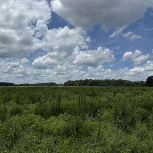 Photo #6 of 21.48 Acres - Harmony Hall Dr, Darlington, SC 21.5 acres