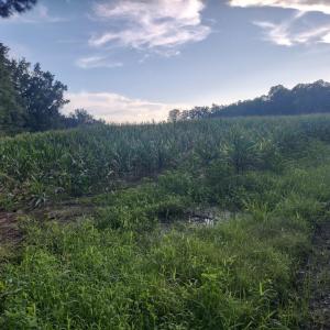 Photo #1 of TBD Beaver Rd., Hemingway, SC 13.6 acres