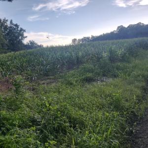 Photo #2 of TBD Beaver Rd., Hemingway, SC 13.6 acres
