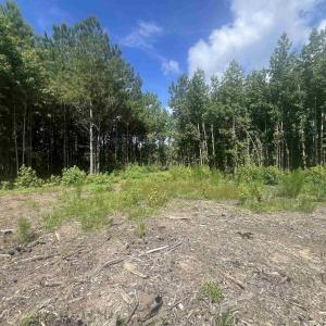 View of local wilderness