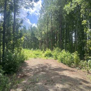 View of woods