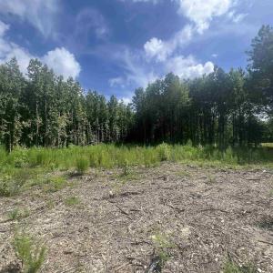 View of woods