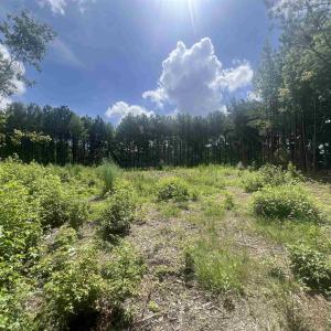 View of woods