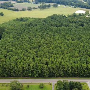 Drone / aerial view of a forest