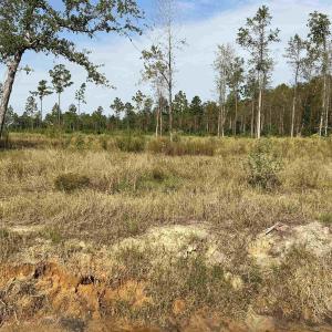 Photo #1 of 2708 Scarbrough Dr., Loris, SC 3.2 acres