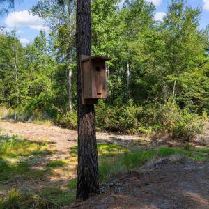 Photo #5 of TBD Cartwheel Rd., Mullins, SC 29.8 acres