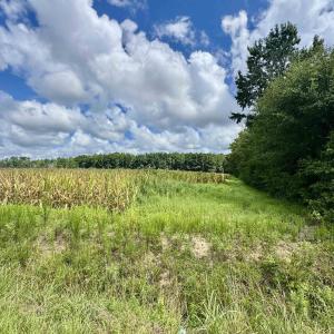 Photo #3 of TBD Pearl Rd., Galivants Ferry, SC 6.0 acres
