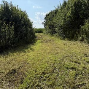 View of nature