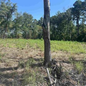 Photo #3 of 722 Romain Rd., McClellanville, SC 1.2 acres