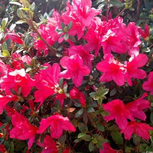 Photo #30 of 58 Pineberry Dr., Georgetown, SC 0.2 acres