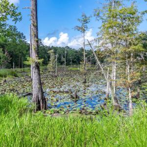 Photo #16 of 58 Pineberry Dr., Georgetown, SC 0.2 acres