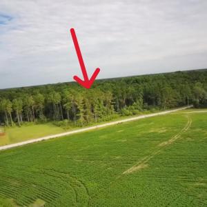 Drone / aerial view of a forest
