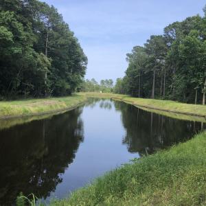 Water view with a forest