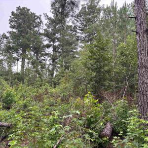 Photo #1 of Lot 10-D McGregor St., Lake City, SC 0.2 acres