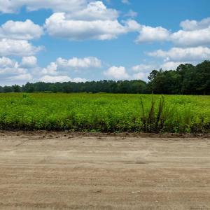View of local wilderness with rural landscape