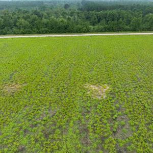 Drone / aerial view of a heavily wooded area