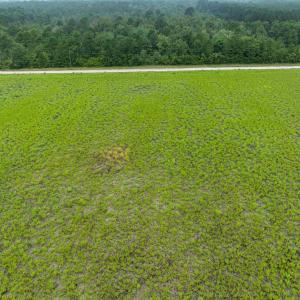 Bird's eye view of a forest