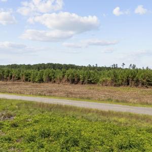 Photo #13 of Multiple Lots Black Creek Rd., Nichols, SC 6.7 acres