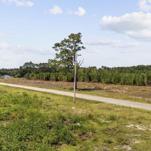 Photo #14 of Multiple Lots Black Creek Rd., Nichols, SC 6.7 acres