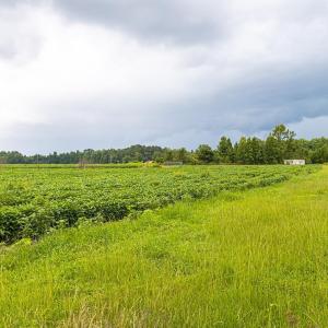 View of nature with rural landscape