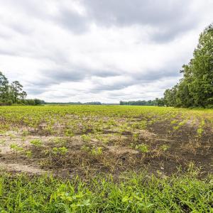 View of nature with rural landscape and extensive