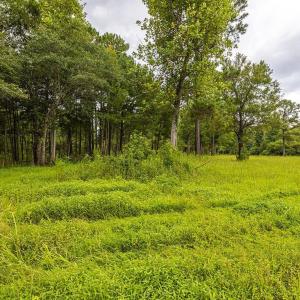 View of undeveloped land