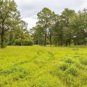 View of local wilderness