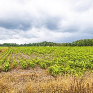 View of undeveloped land featuring large plots for