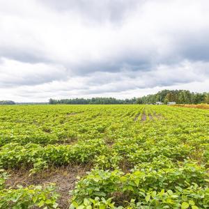 View of nature with rural landscape and abundant f