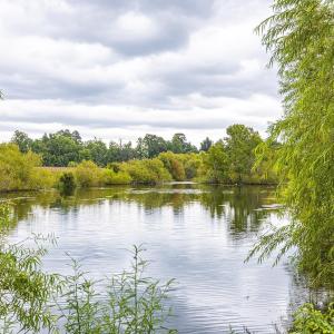 Water view with a forest