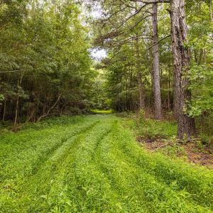 View of yard with a wooded view