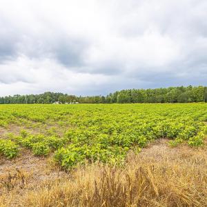 View of undeveloped land with large plots for crop