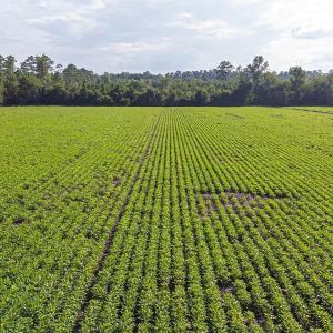 View of green lawn featuring agricultural plots, a