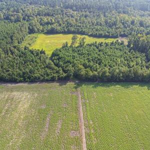 Bird's eye view of a forest
