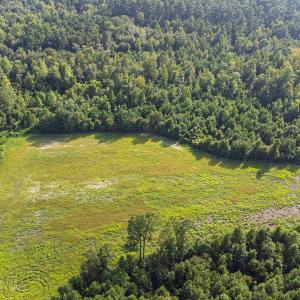 Aerial view of a forest