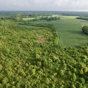 Photo #17 of 1335 Norwood Rd., Olanta, SC 175.0 acres