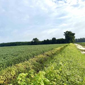 Photo #12 of 1335 Norwood Rd., Olanta, SC 175.0 acres