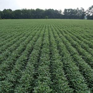 Photo #25 of 1335 Norwood Rd., Olanta, SC 175.0 acres