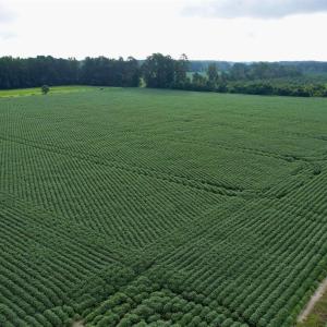 Photo #30 of 1335 Norwood Rd., Olanta, SC 175.0 acres