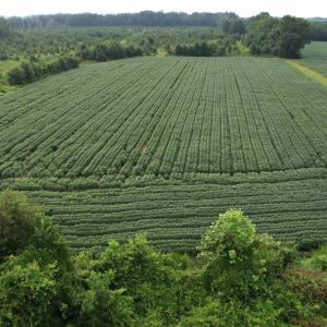 Photo #35 of 1335 Norwood Rd., Olanta, SC 175.0 acres