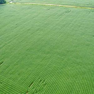 Photo #22 of 1335 Norwood Rd., Olanta, SC 175.0 acres