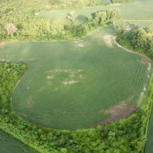 Photo #3 of 1335 Norwood Rd., Olanta, SC 175.0 acres