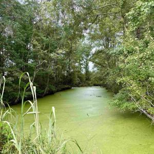 Photo #28 of 1335 Norwood Rd., Olanta, SC 175.0 acres