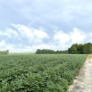 Photo #11 of 1335 Norwood Rd., Olanta, SC 175.0 acres