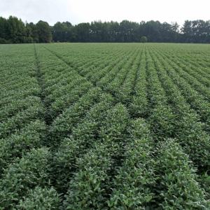 Photo #13 of 1335 Norwood Rd., Olanta, SC 175.0 acres