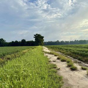 Photo #8 of 1335 Norwood Rd., Olanta, SC 175.0 acres